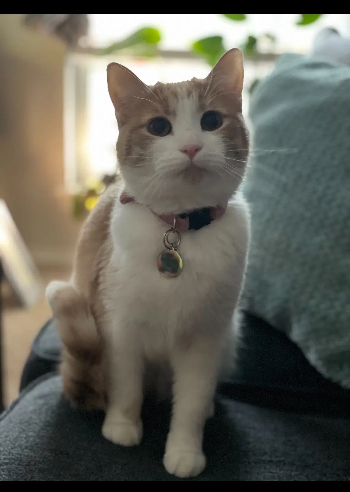 Tabitha Jean- Courtesy Post - Domestic Short Hair