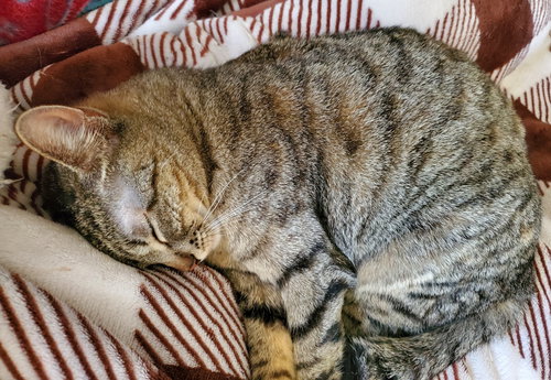 Abby, Young Domestic Short Hair / Tabby / Mixed (short coat), cat for adoption in St. Peters, Missouri