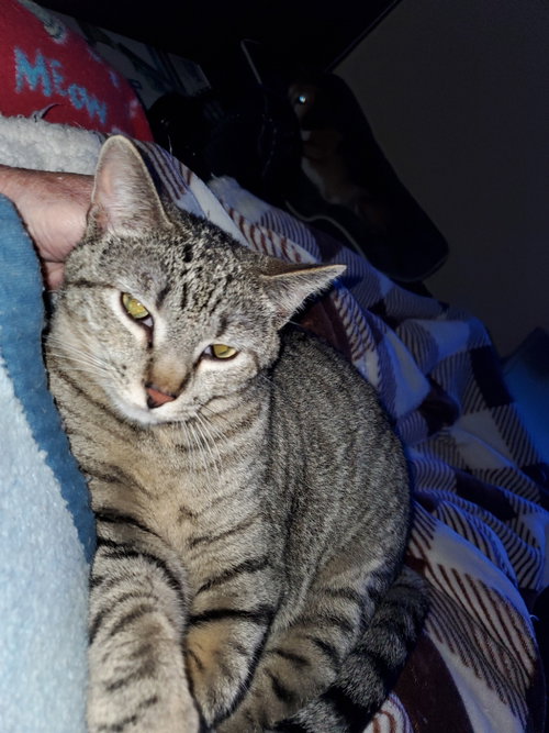 Photo 2 of Abby