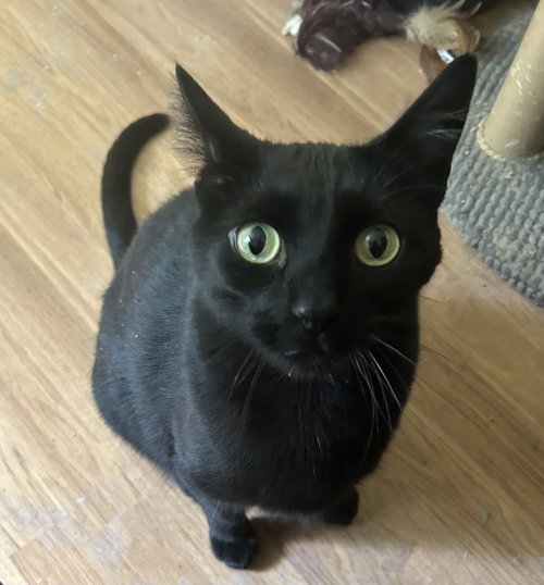 Felix — American Shorthair / Mixed (medium coat)