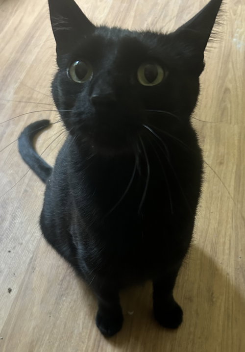 Photo 2 of Felix