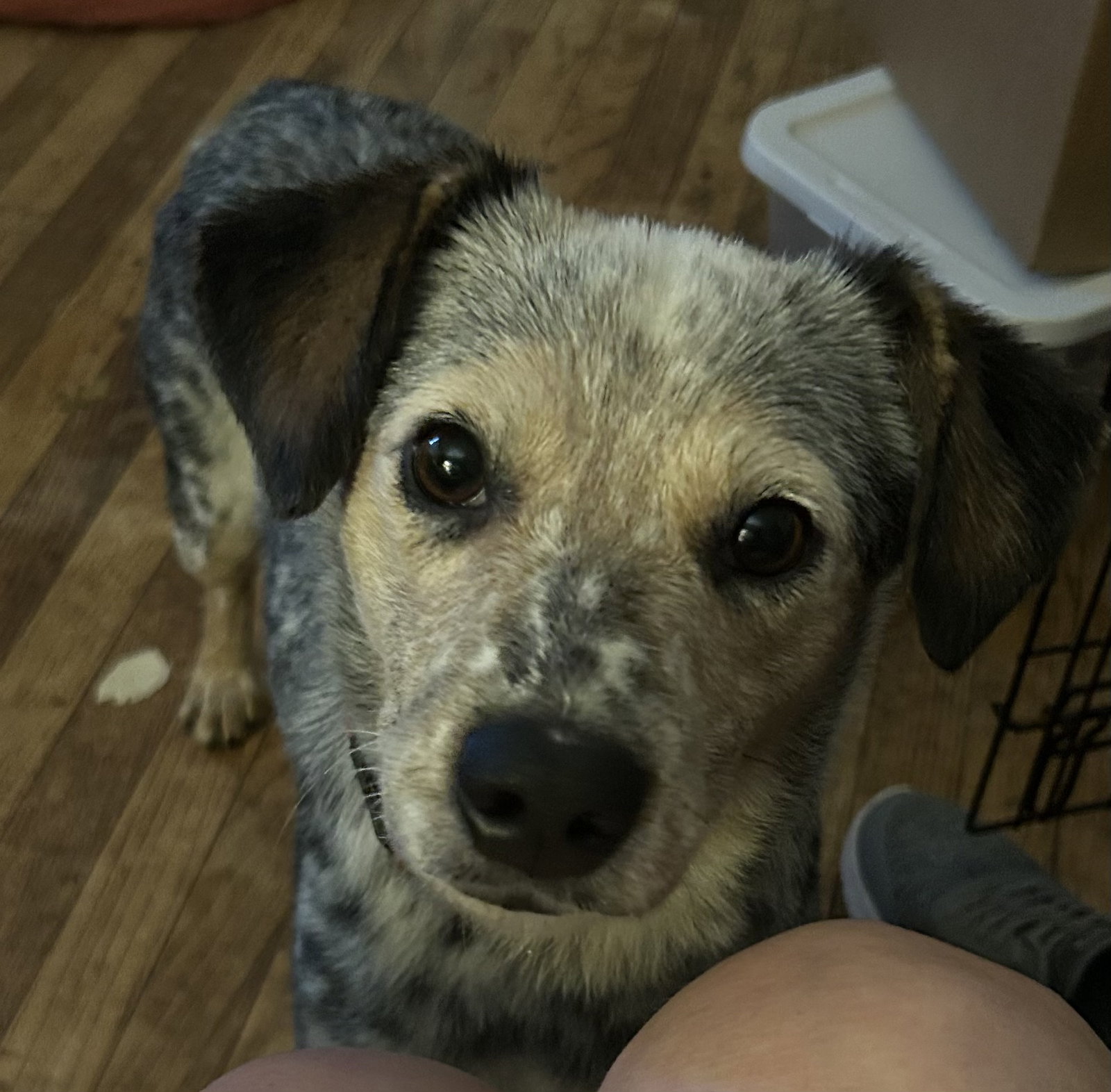 Australian Cattle Dog