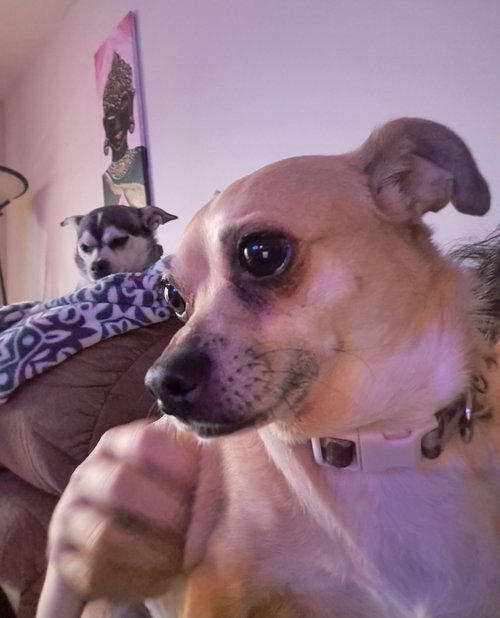Bea, an adoptable Chihuahua in O Fallon, MO