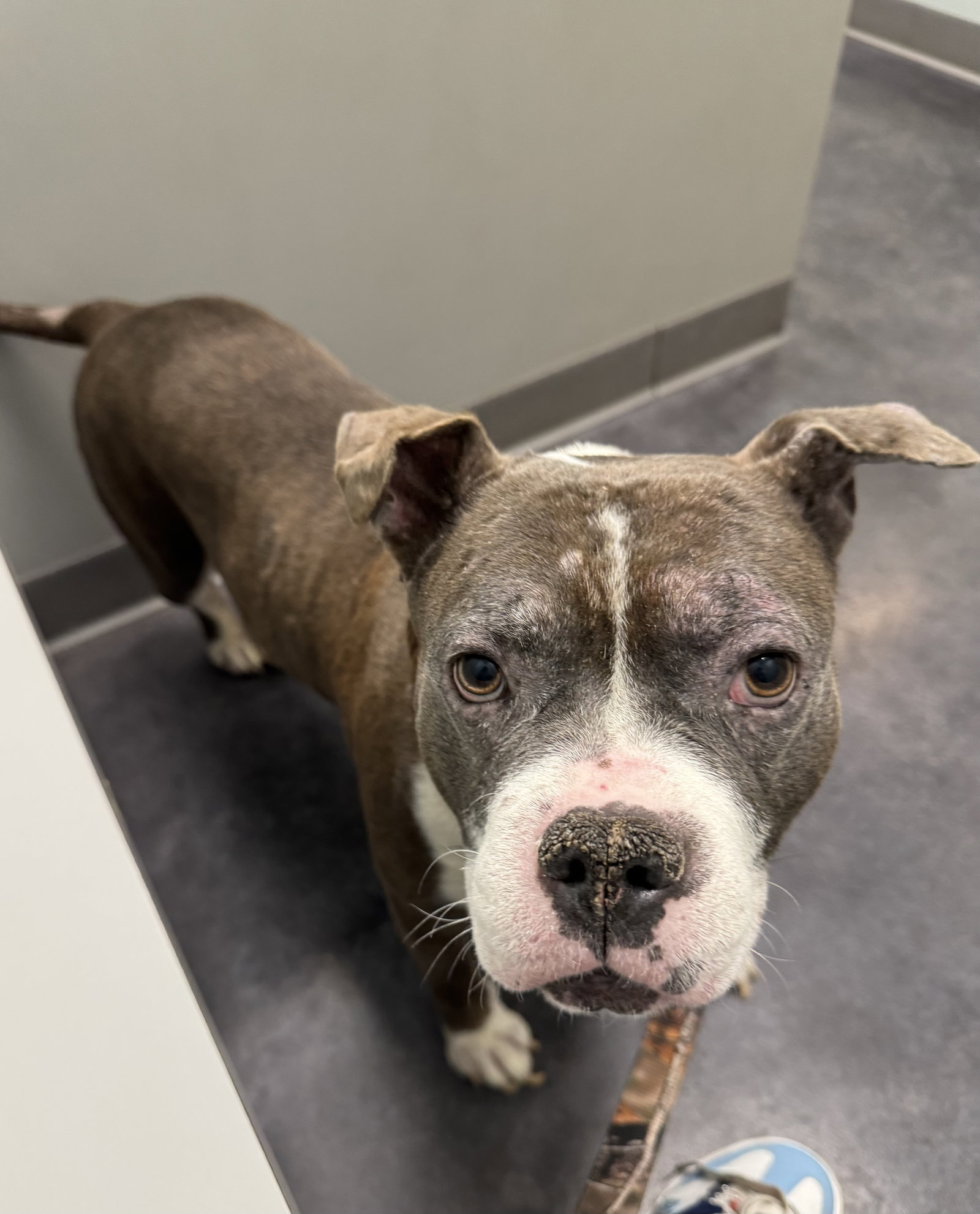 Pit Bull