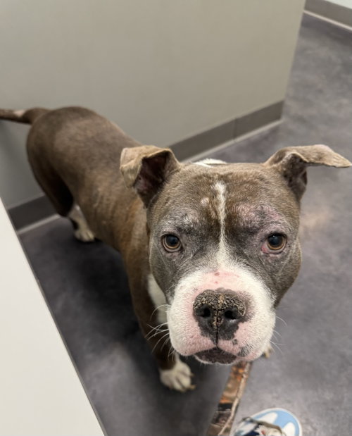 King- Courtesy Post, an adoptable American Pit Bull Terrier in O Fallon, MO