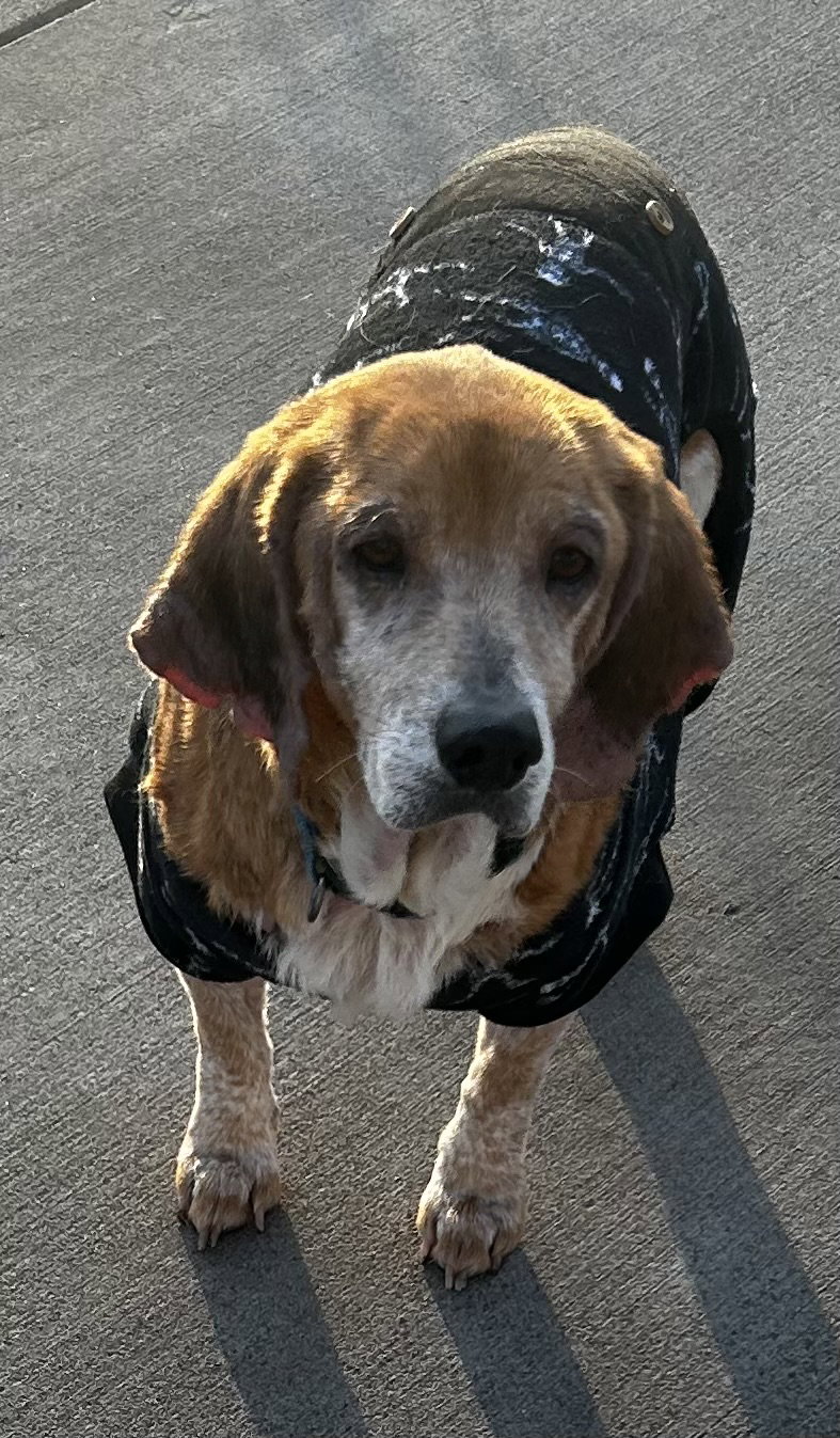 Beagle