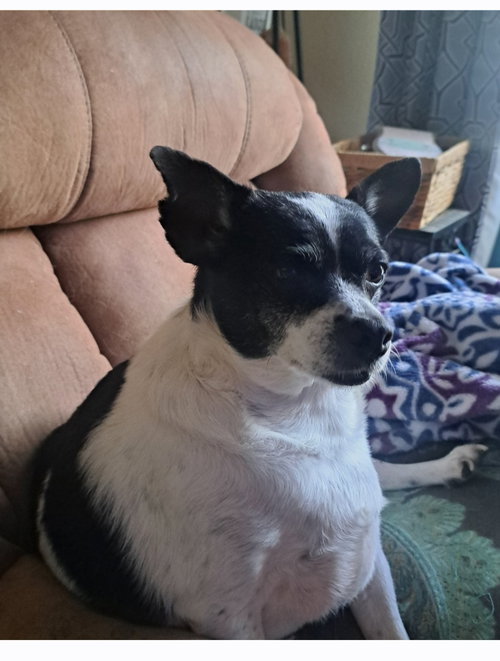 Dublin, an adoptable Jack Russell Terrier in O Fallon, MO