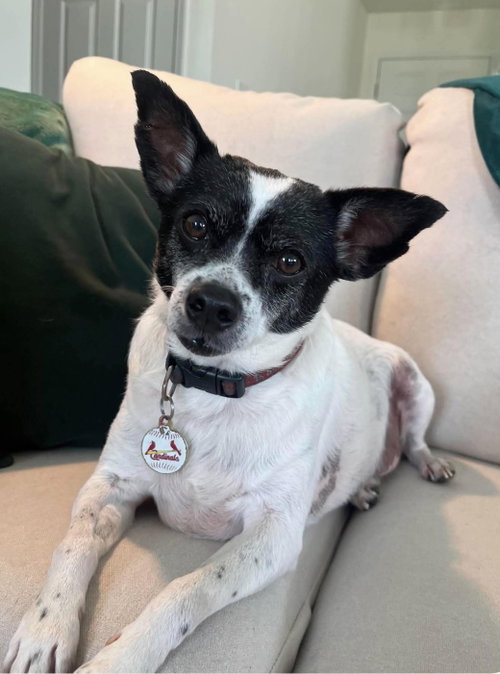 Dublin, an adoptable Jack Russell Terrier in O Fallon, MO