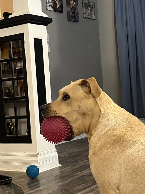 Zeus- Courtesy Post, an adoptable Pit Bull Terrier in O Fallon, MO