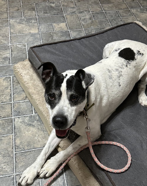 Elsa, an adoptable Hound in O Fallon, MO