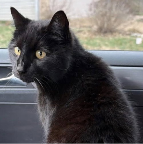 Luna, an adoptable Domestic Short Hair in O Fallon, MO