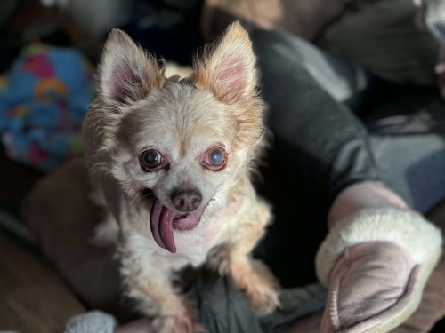 Bilbo