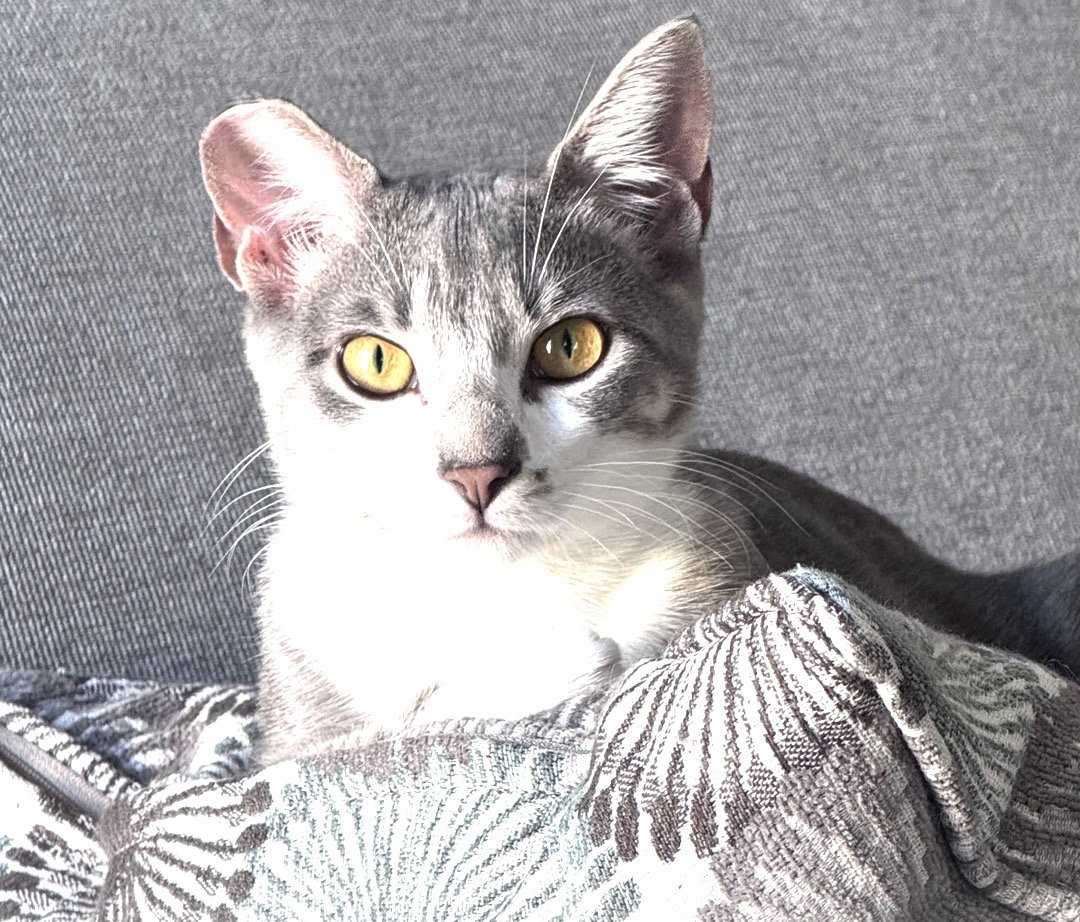 Natasha, Tabby