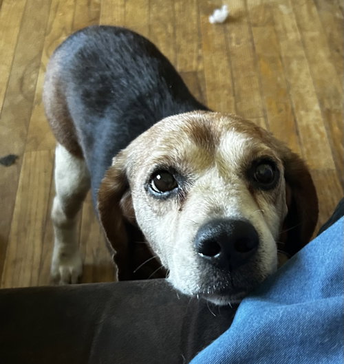 Bob The Beagle, a dog for adoption from All Paws Rescue, Inc.