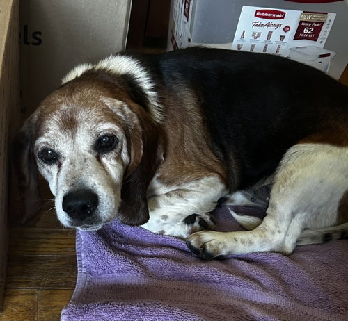 Photo 2 of Bob The Beagle
