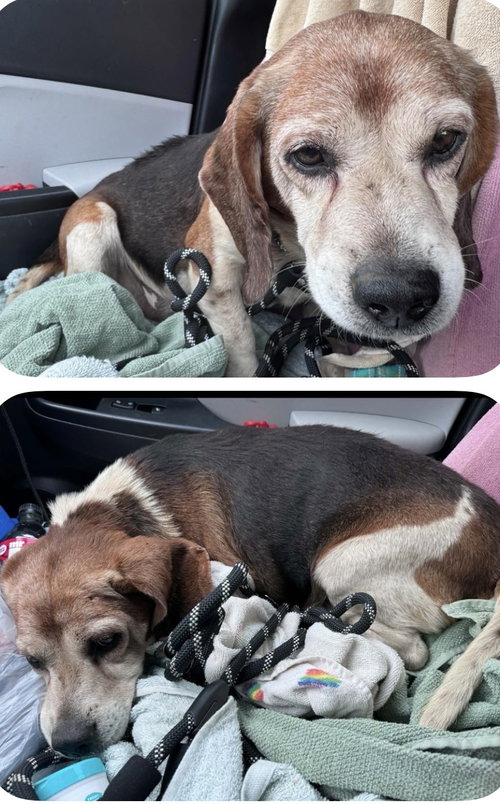 Photo 3 of Bob The Beagle