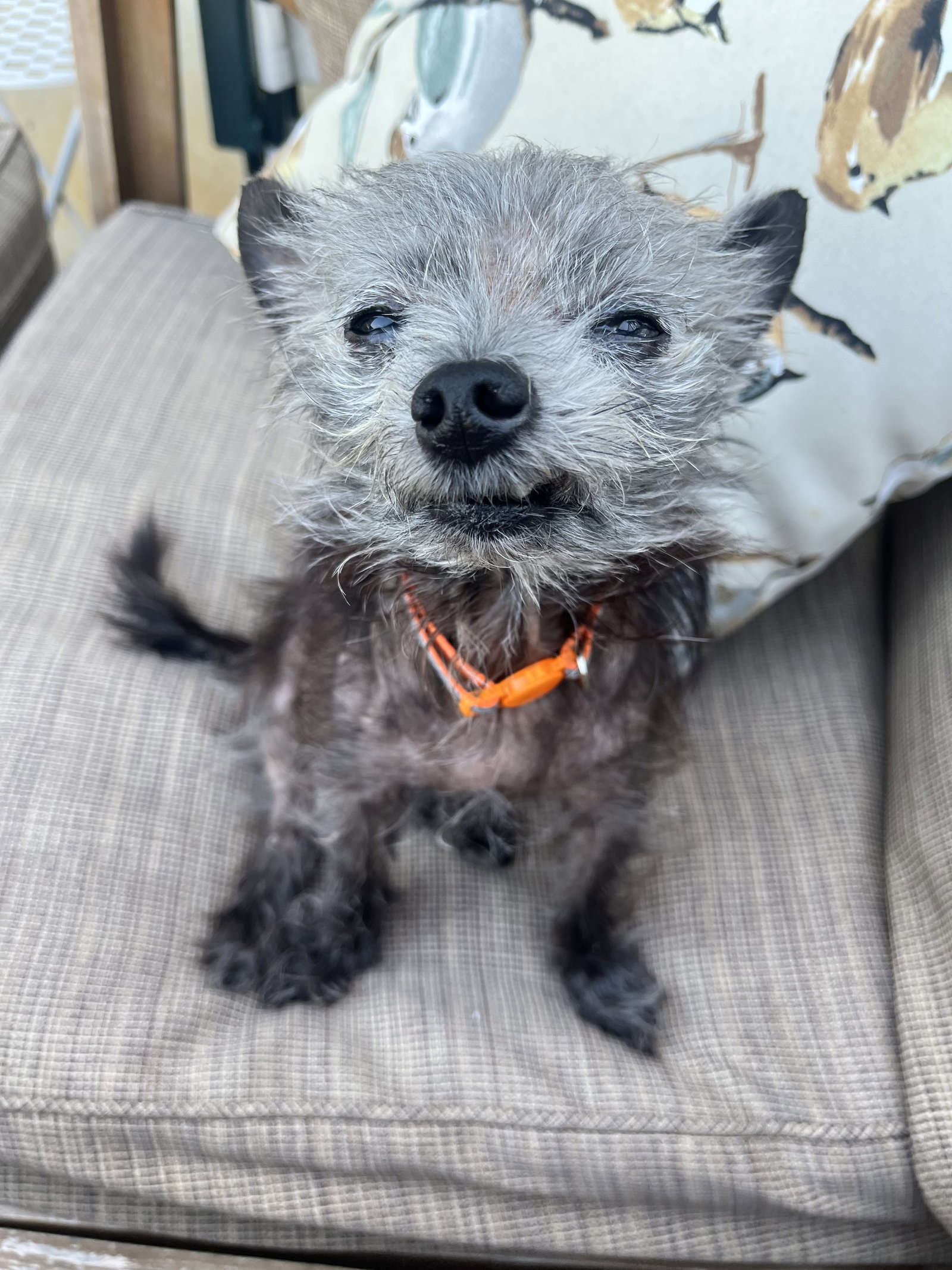 Dottie, Chihuahua