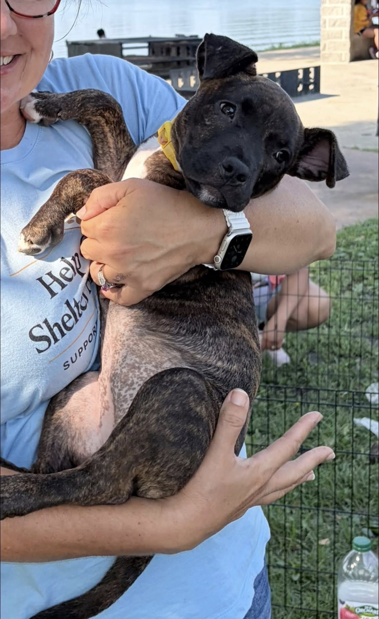 Bean, Catahoula Leopard Dog