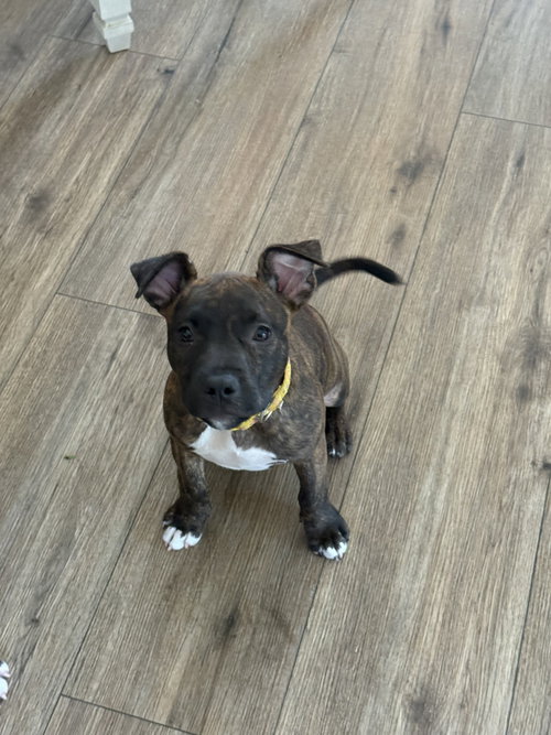 Photo 2 of Bean