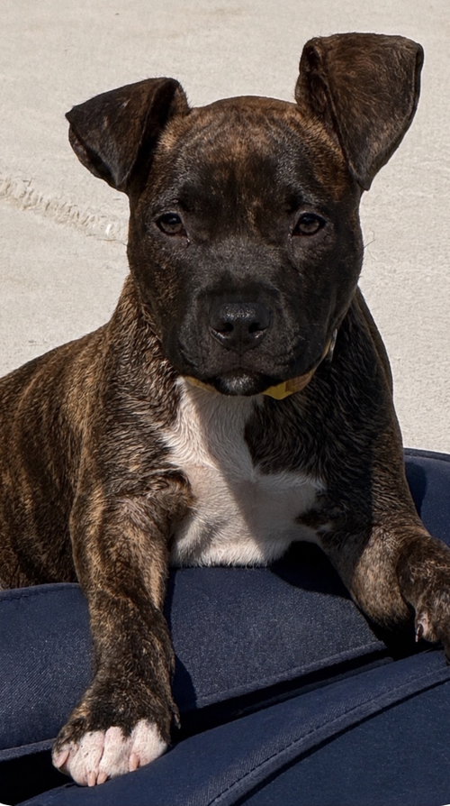 Photo 3 of Bean
