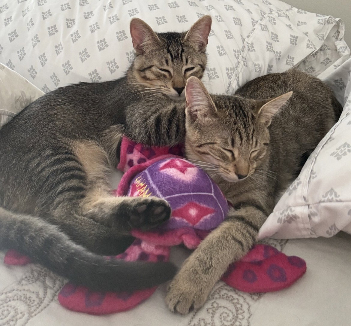 Sugar Bear and Sweet Pea, Tabby