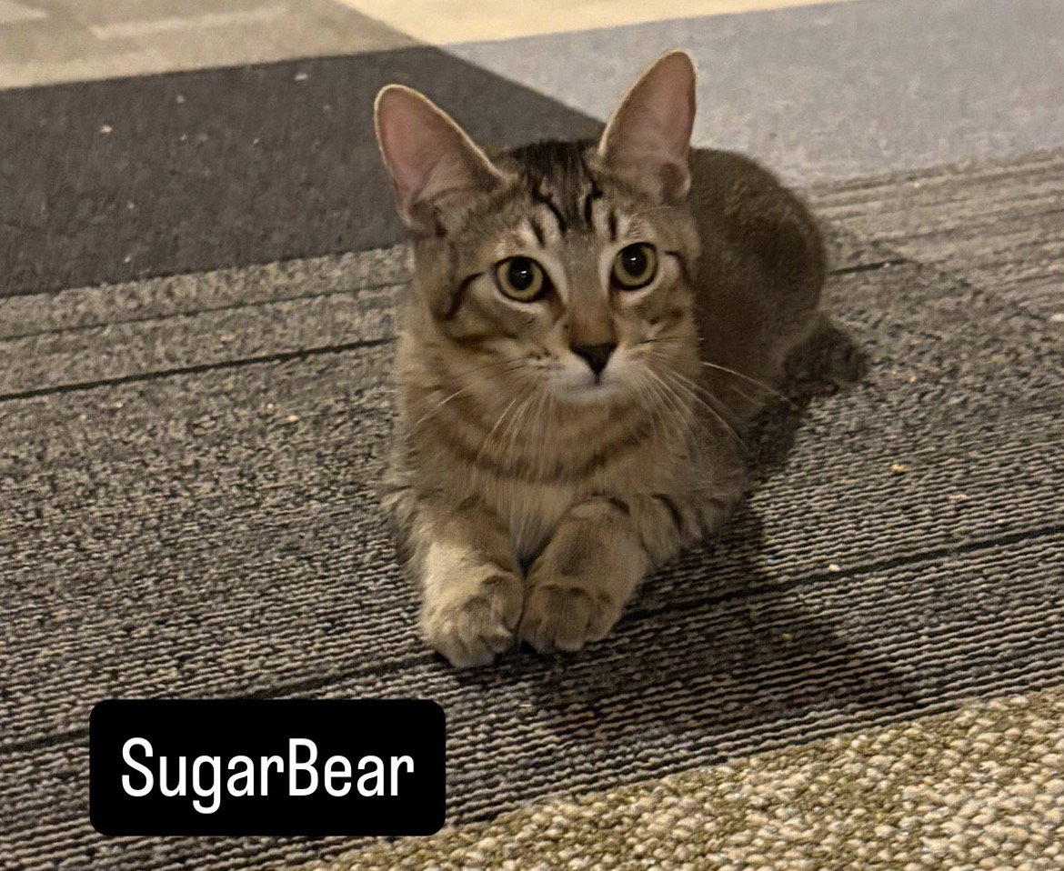 Sugar Bear and Sweet Pea, photo 2