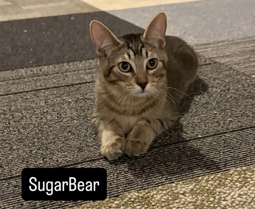 Photo 2 of Sugar Bear and Sweet Pea