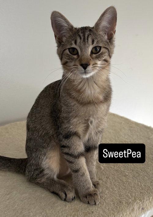Photo 3 of Sugar Bear and Sweet Pea