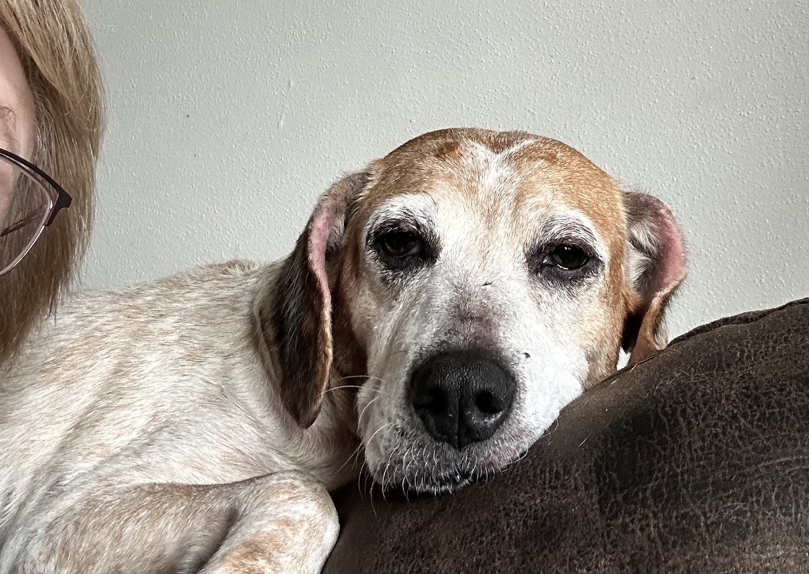 Baby Huey(Houston), Beagle