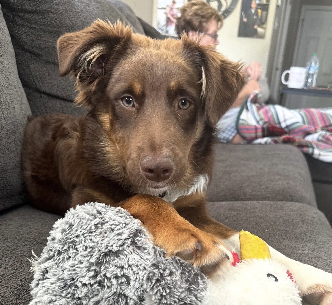 Teddy, Australian Shepherd
