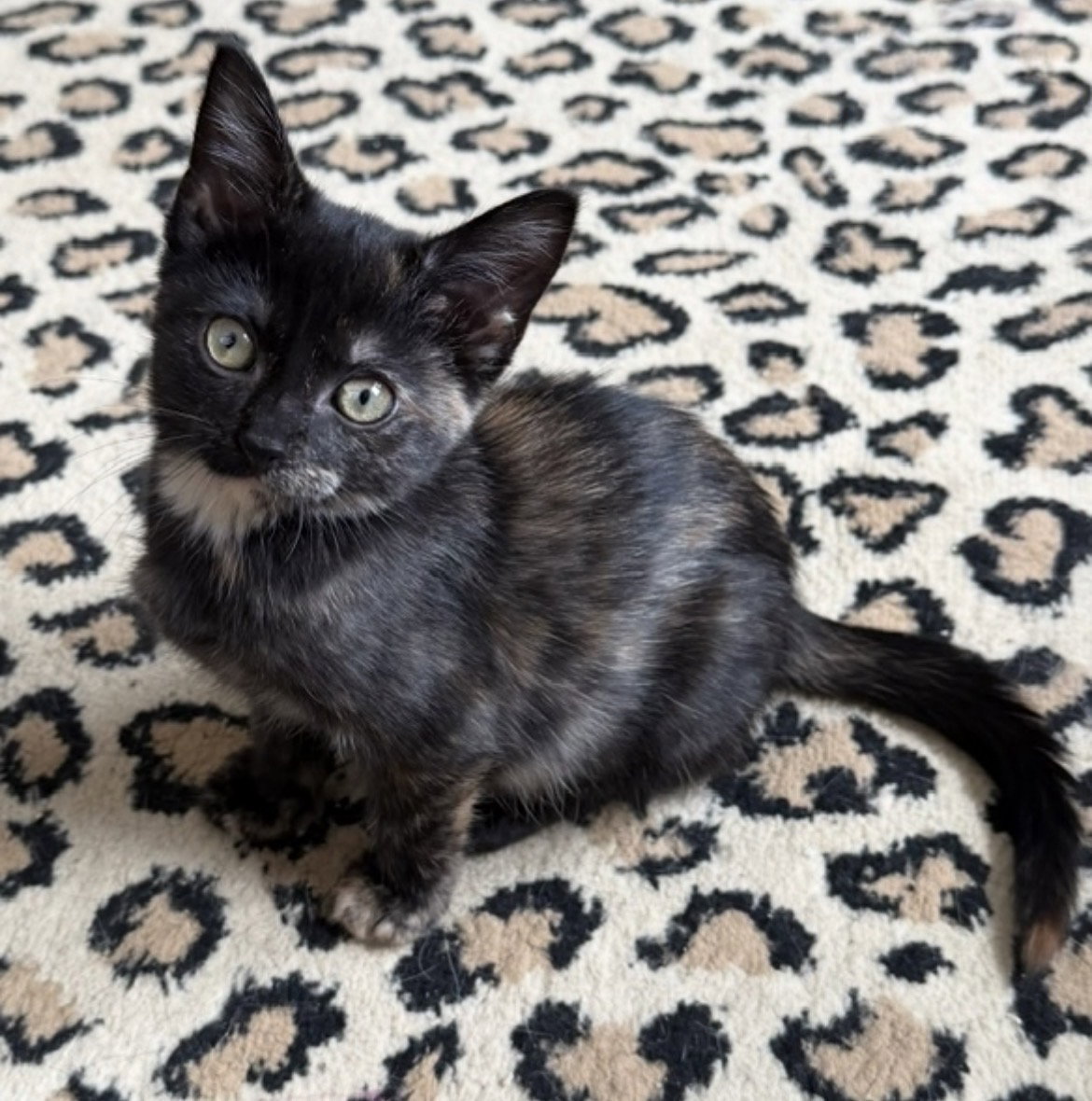 Ember, Tortoiseshell