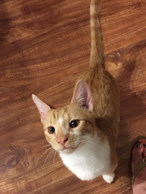 Ernie