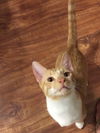 Ernie