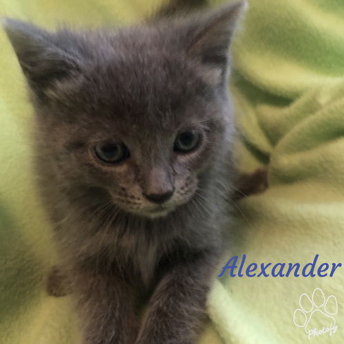 Alexander