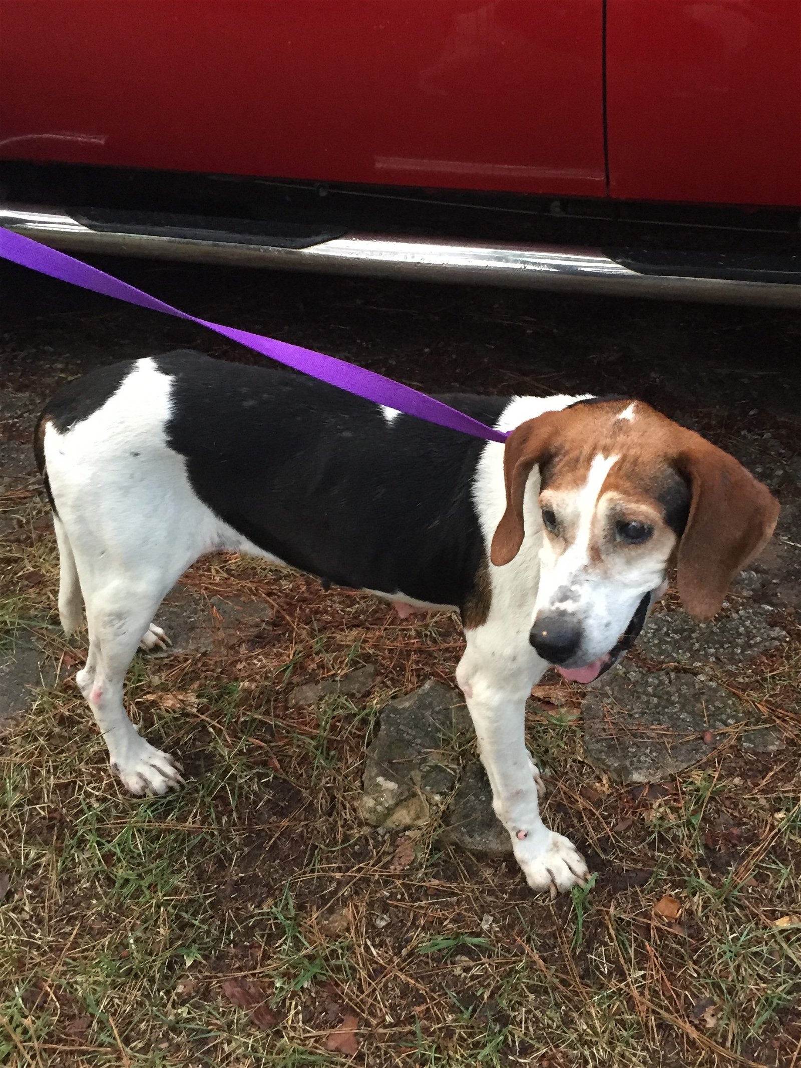 adoptable Dog in Columbia, SC named Basil
