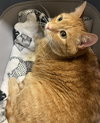 Cheddar