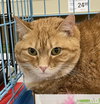 Cheddar