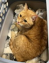 Cheddar