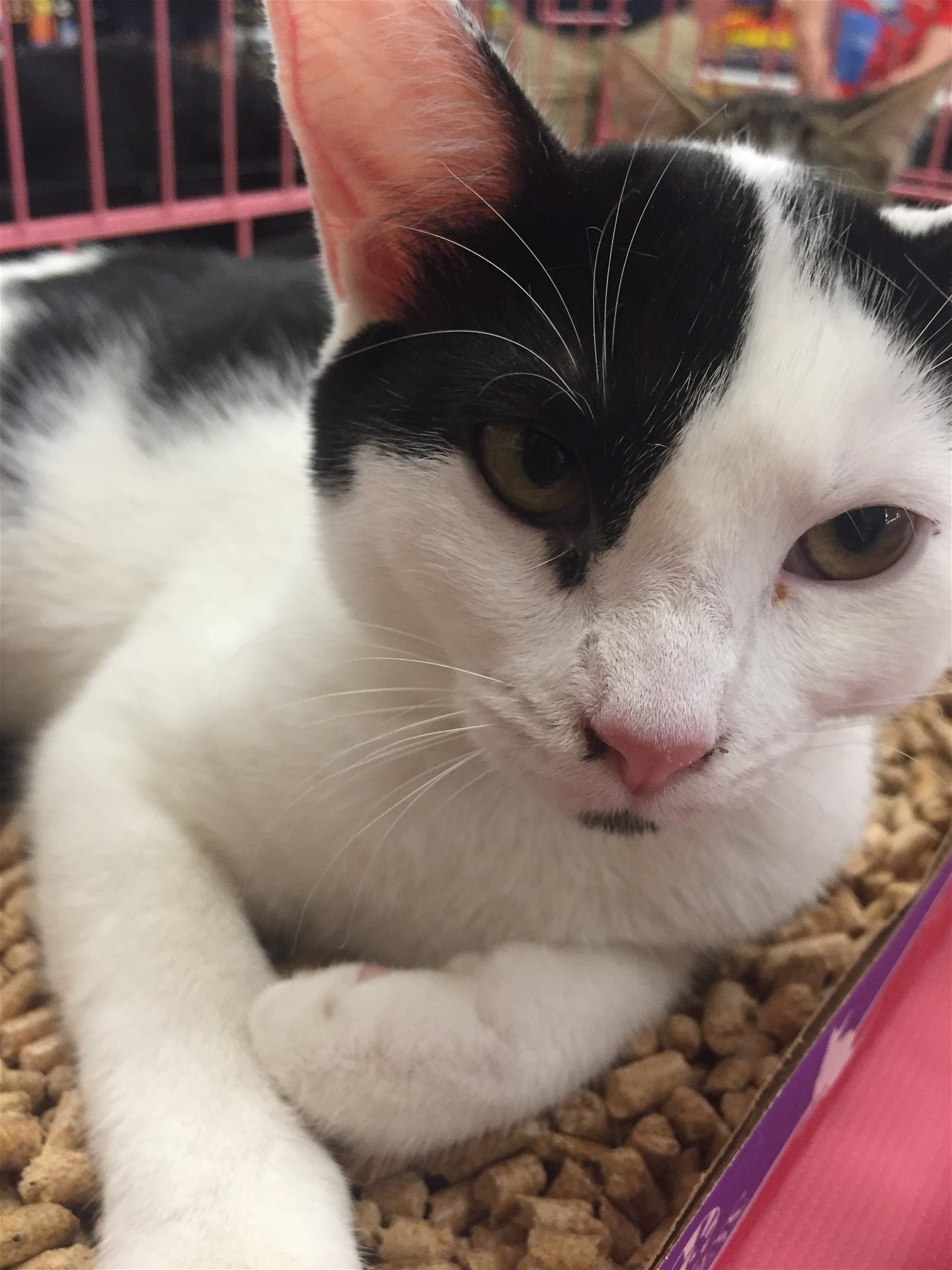 adoptable Cat in Columbia, SC named Haley
