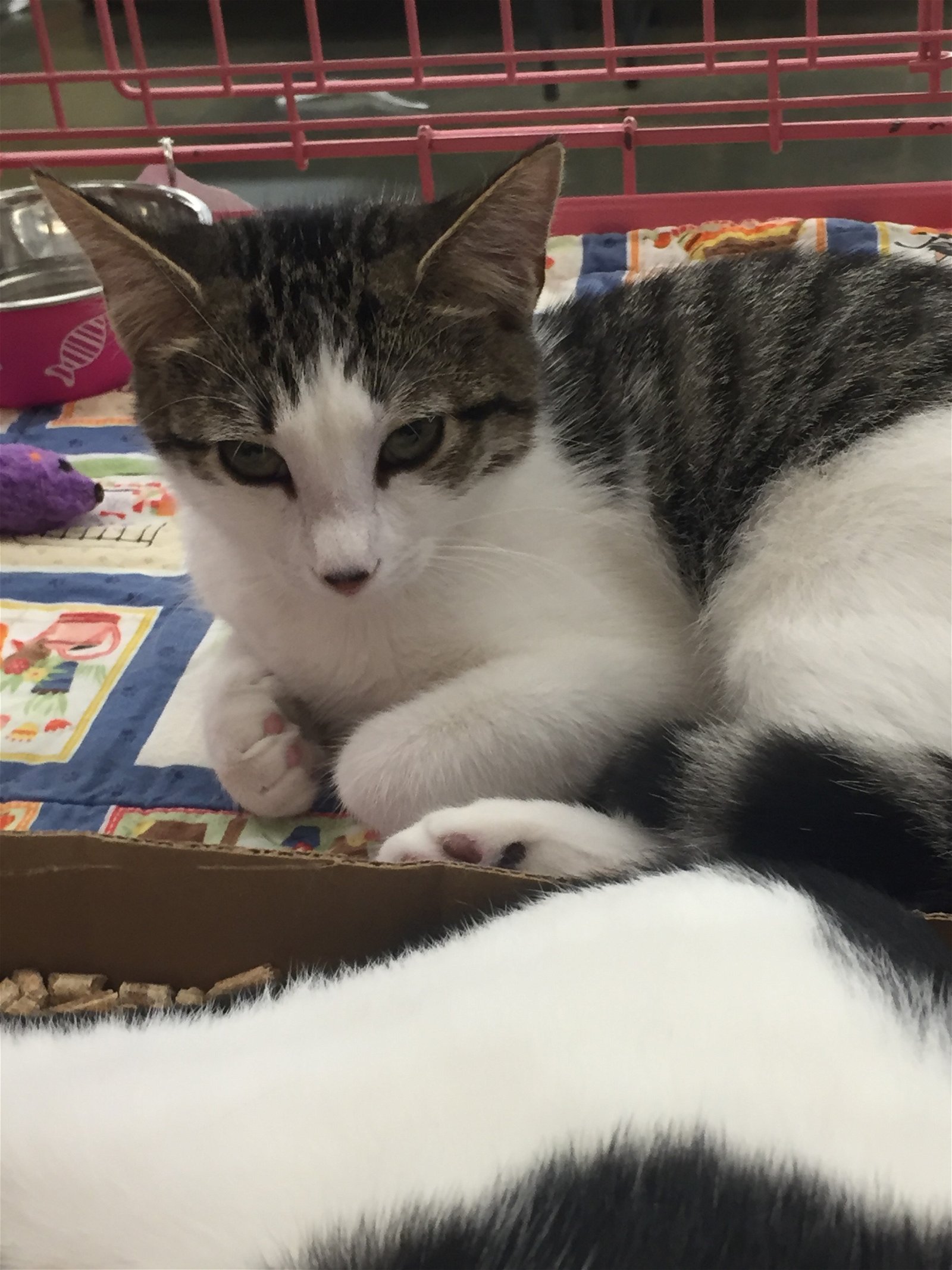 adoptable Cat in Columbia, SC named Braidi