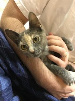 adoptable Cat in Columbia, SC named Mimi