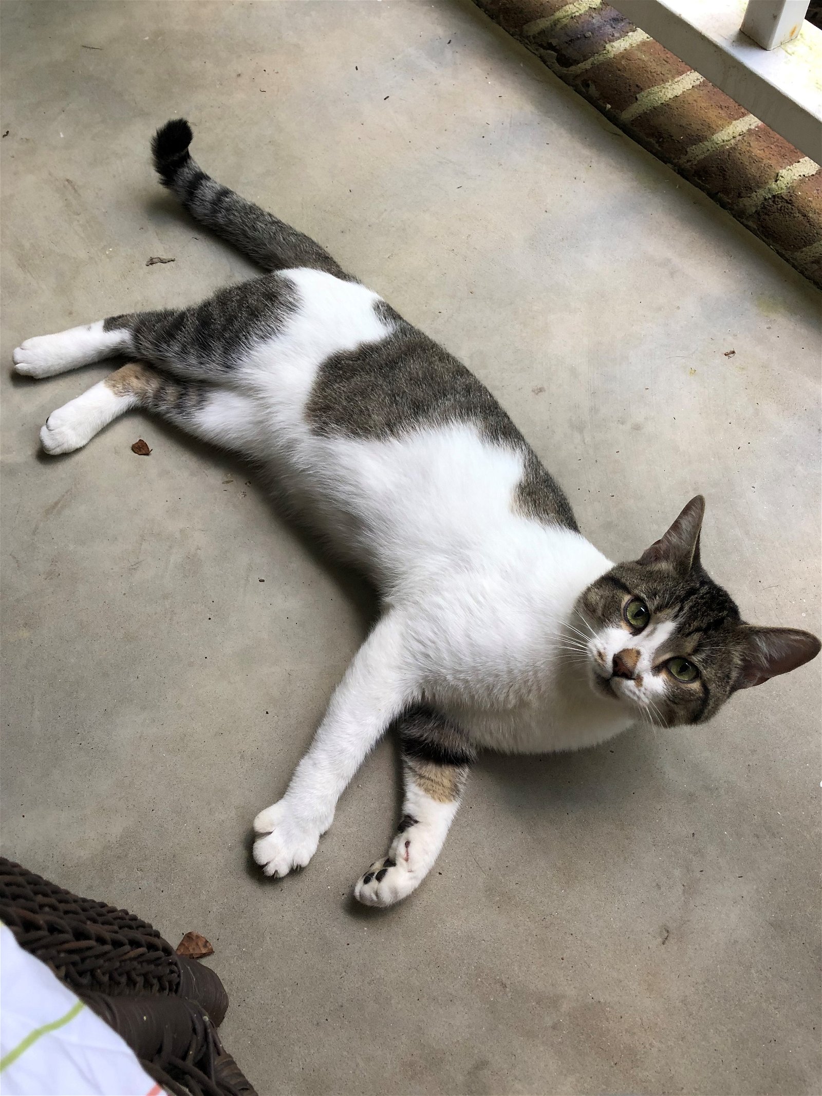 adoptable Cat in Columbia, SC named Tommy