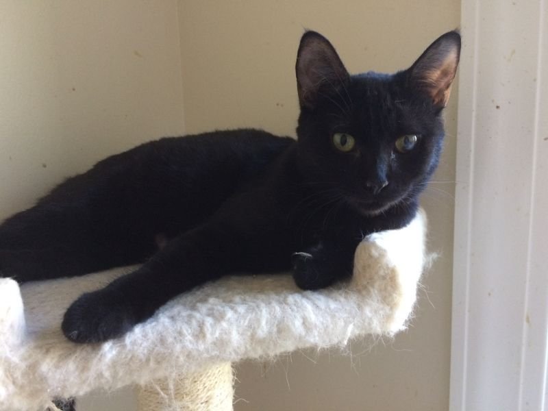 adoptable Cat in Columbia, SC named Babette
