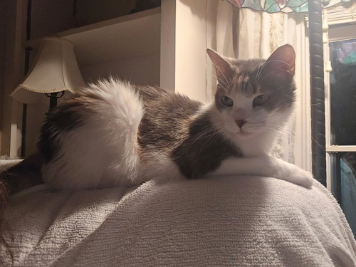 FARAH - Calico / Domestic Medium Hair available for adoption