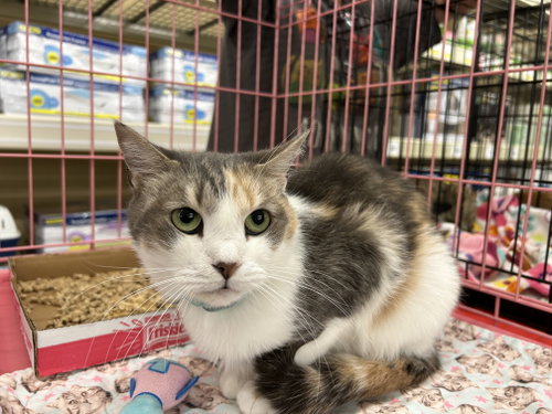 Farah, an adoptable Calico in Columbia, SC