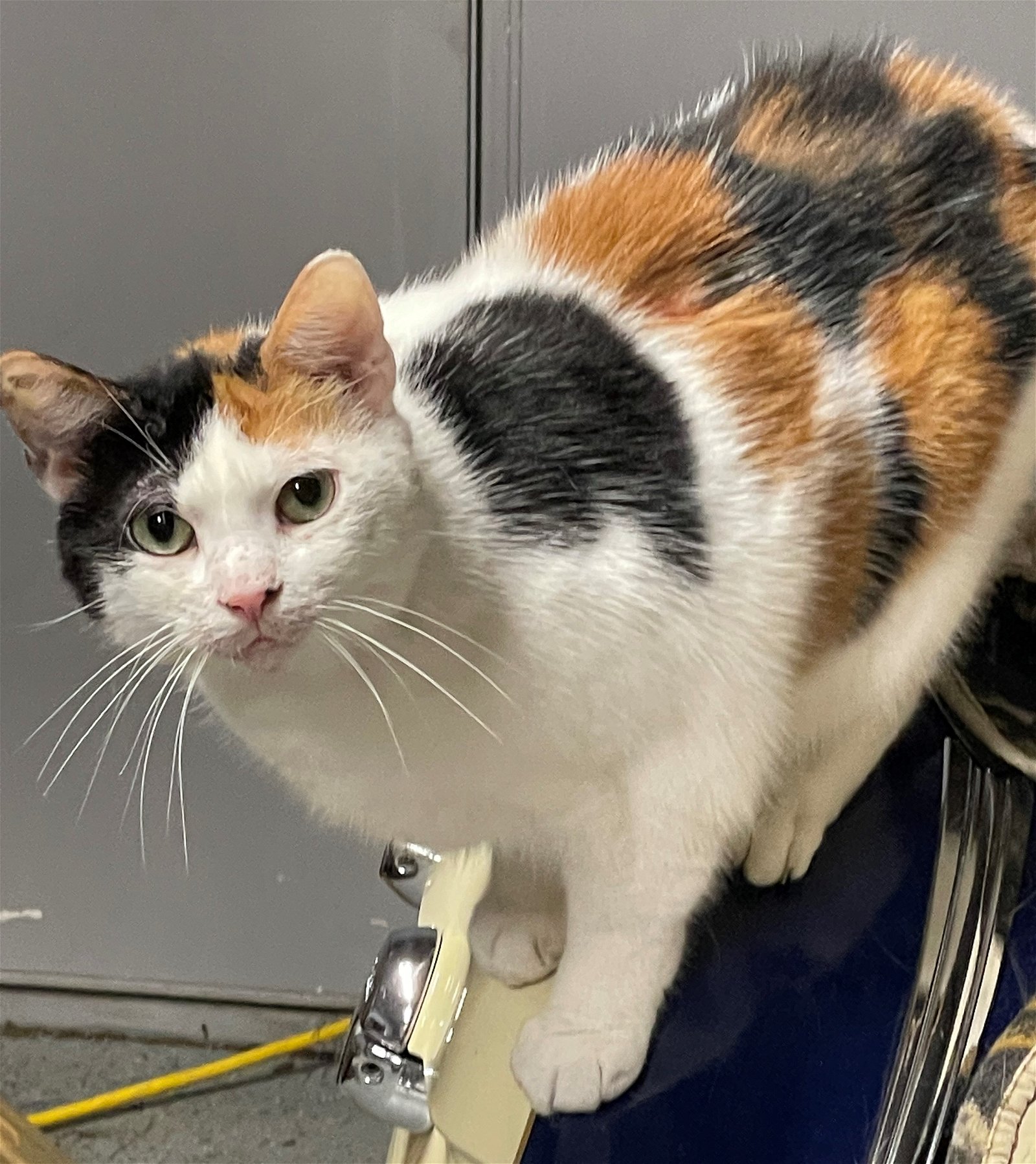 adoptable Cat in Columbia, SC named Olive
