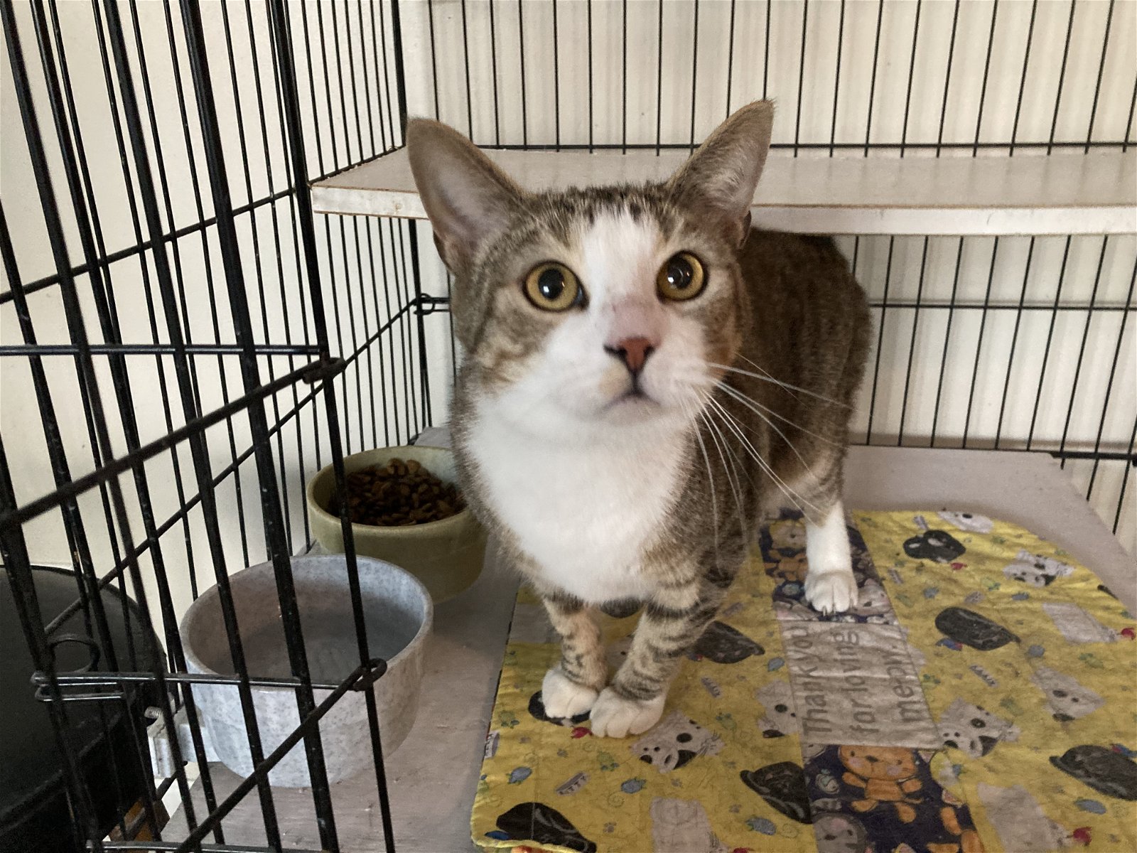 adoptable Cat in Columbia, SC named Hansel