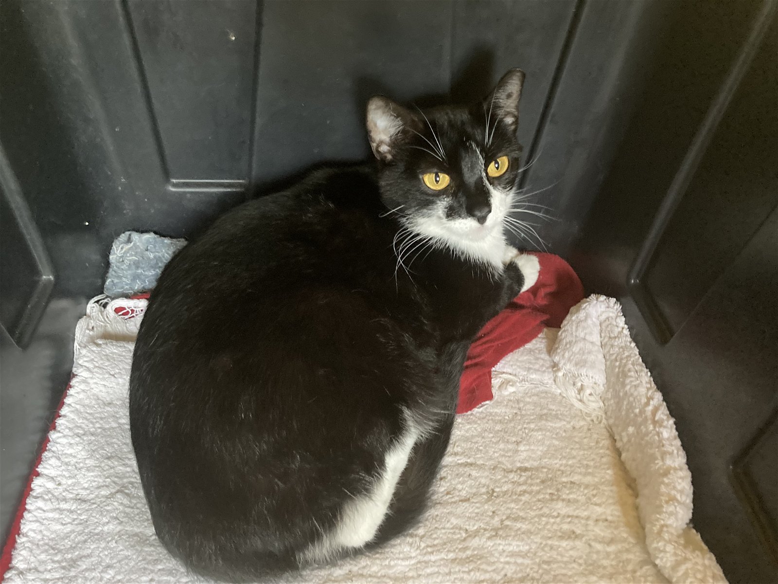 adoptable Cat in Columbia, SC named Saffron