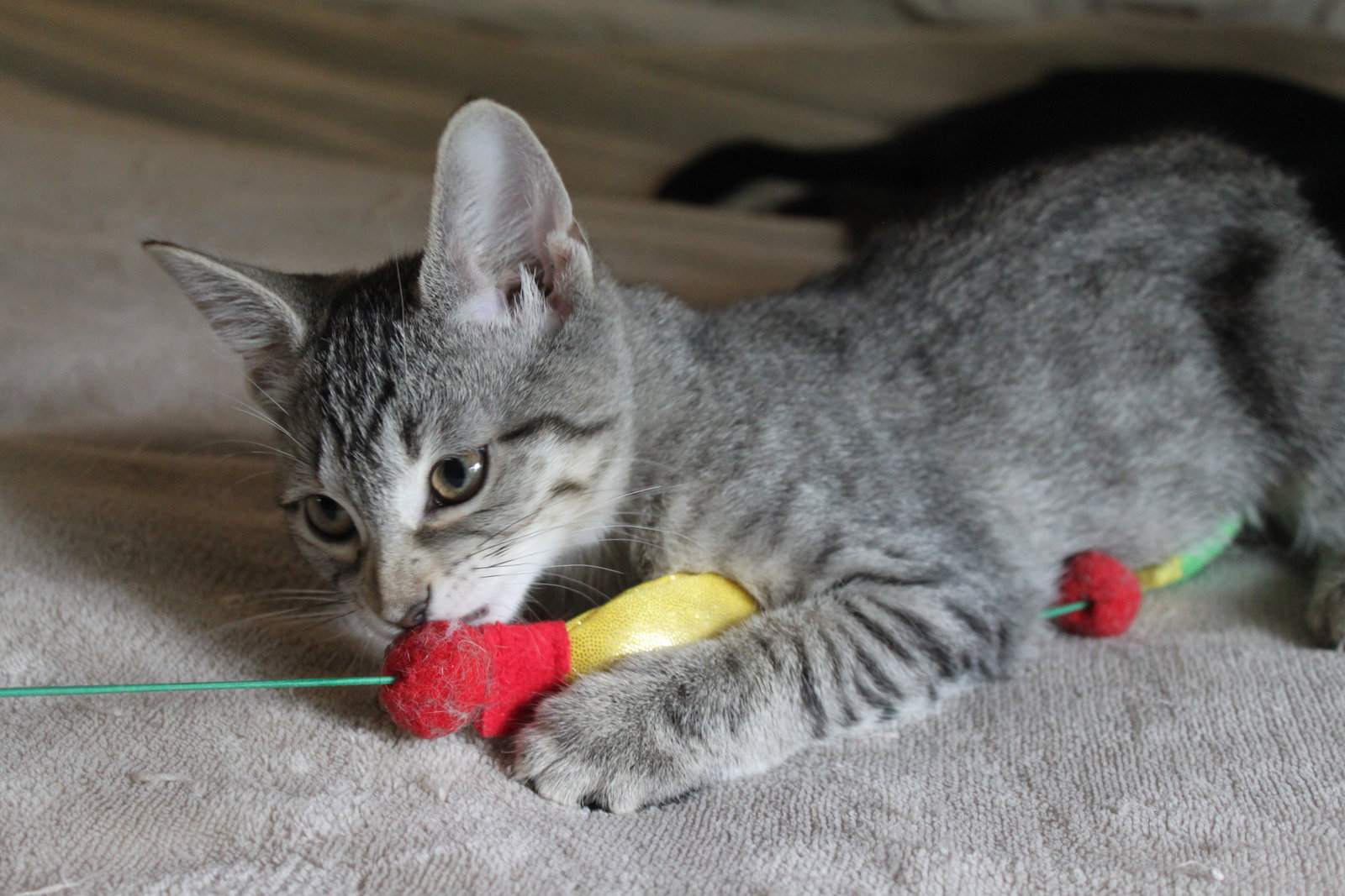 Cats for Adoption in Red Bank, South Carolina Alpha Paw