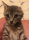 Humphrey